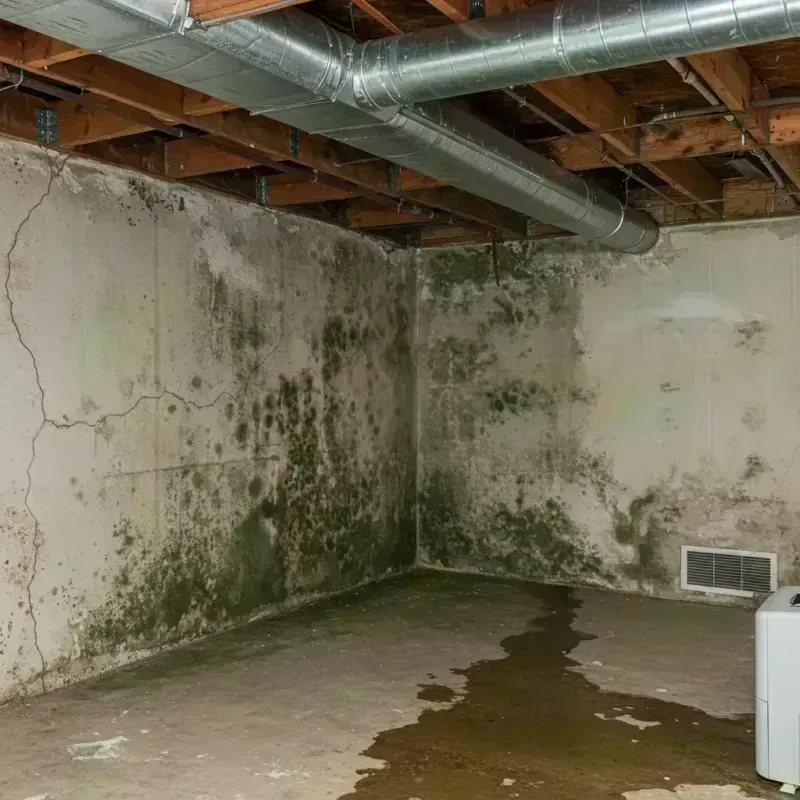 Professional Mold Removal in Munfordville, KY